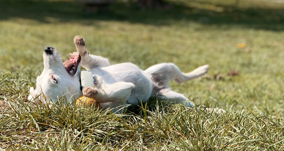 en hund med en Tractive-tracker, liggende i gresset