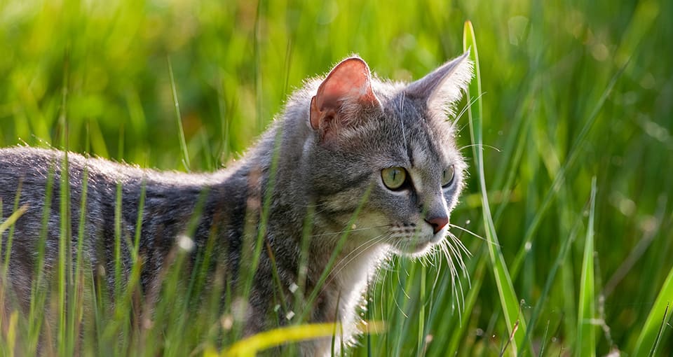 en katt som rusler over et jorde