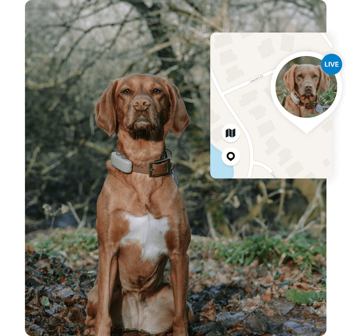 hunting dog with Tractive live tracking feature displayed