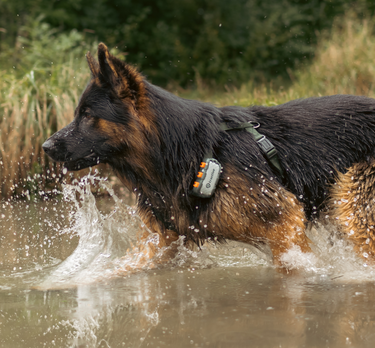 Dog-Testimonial-2
