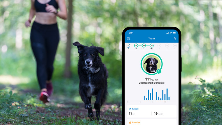 Perro con localizador y seguimiento de actividad en smartphone